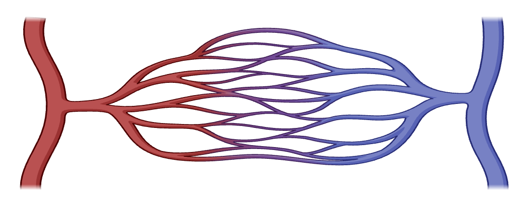 Capillary bed: a network of vessels connecting an arteriole on the left to a venule on the right