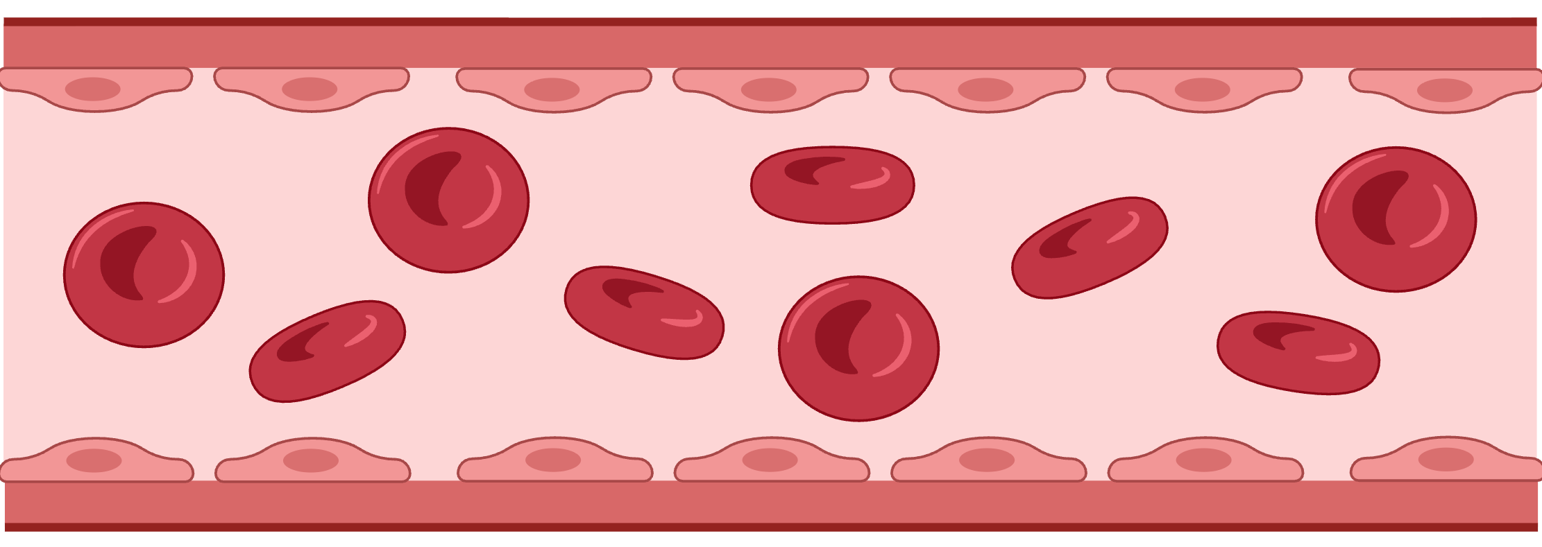 Continuous capillary cross-section: intact endothelial wall with narrow clefts between cells