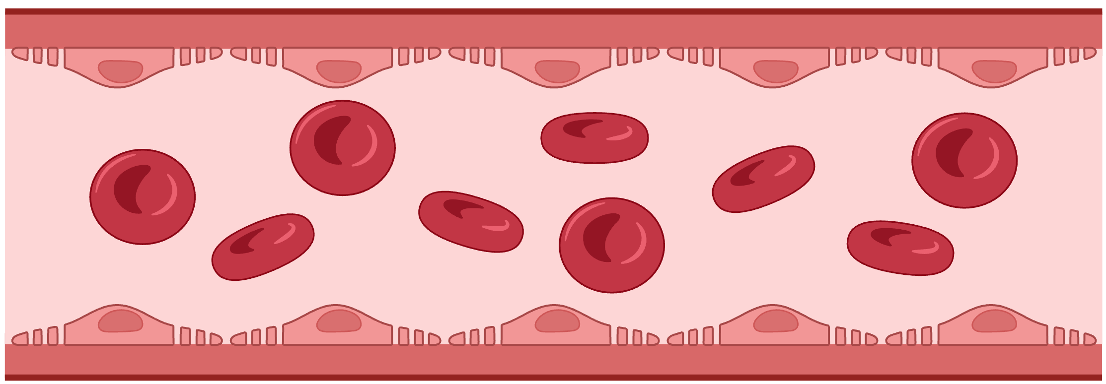Fenestrated capillary cross-section: endothelial wall with round pores punched through the cells