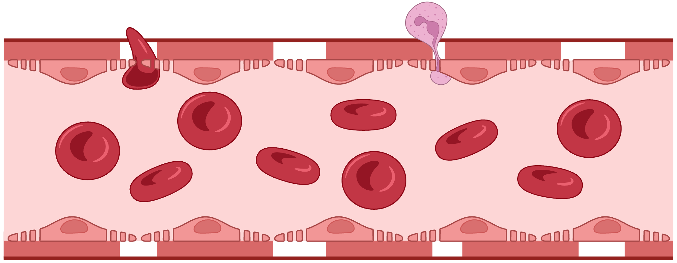Sinusoidal capillary cross-section: large irregular gaps in both endothelium and basement membrane, with an RBC and WBC crossing the wall
