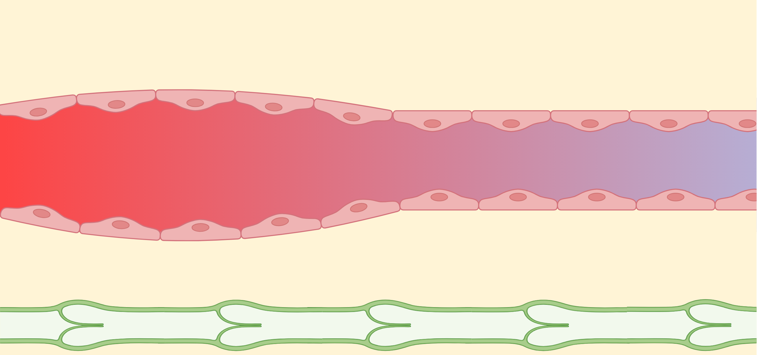 Engorged capillary with elevated hydrostatic pressure pushing fluid into the interstitium