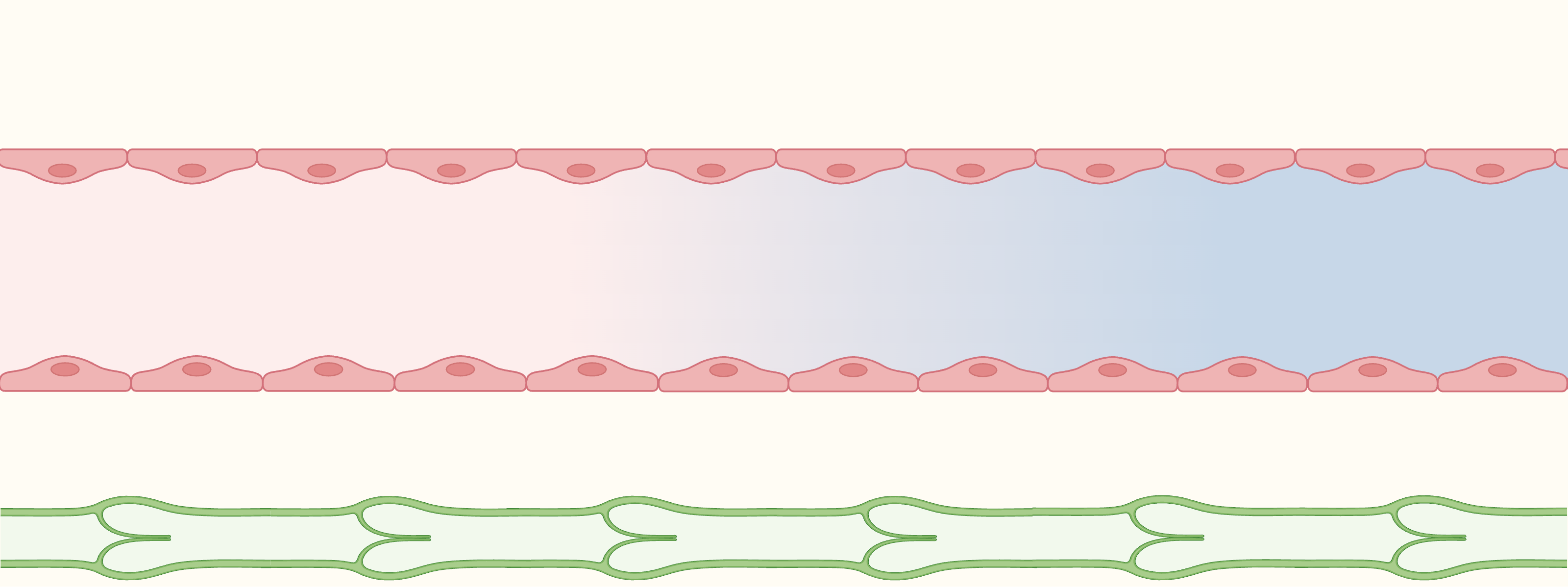 Starling forces base diagram: capillary lumen flanked by interstitial spaces with a lymphatic vessel below